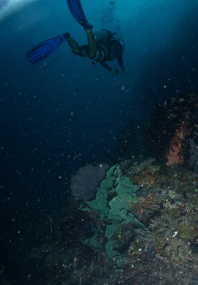 Raja Ampat 2016 - Corail - Ambiance - IMG_3999_rc.jpg